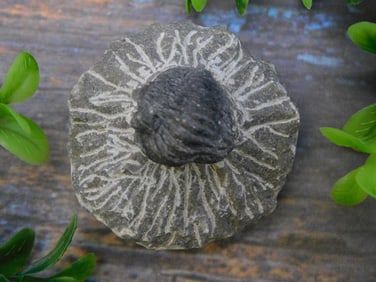 TRILOBITE FOSSIL ROCK STONE LAPIDARY SPECIMEN
