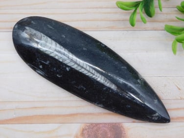 ORTHOCERAS ROCK STONE LAPIDARY SPECIMEN