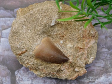 DINOSAUR TOOTH IN MATRIX ROCK STONE LAPIDARY SPECIMEN