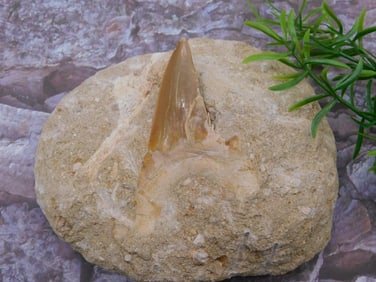 SHARK TOOTH IN MATRIX ROCK STONE LAPIDARY SPECIMEN