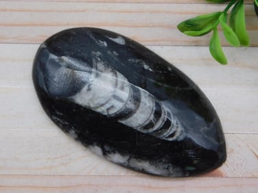 ORTHOCERAS ROCK STONE LAPIDARY SPECIMEN