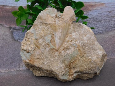 SHARK TOOTH IN MATRIX ROCK STONE LAPIDARY SPECIMEN