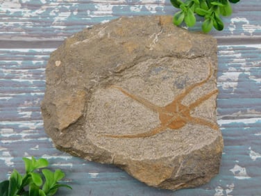 BRITTLE STAR FOSSIL ROCK STONE LAPIDARY SPECIMEN