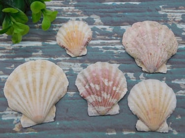 SCALLOP SHELLS