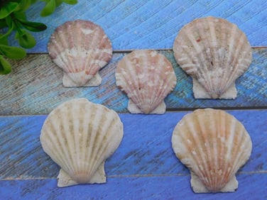 SCALLOP SHELLS