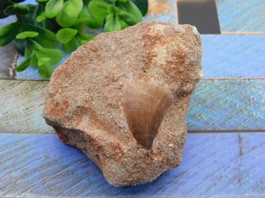 DINOSAUR TOOTH IN MATRIX ROCK STONE LAPIDARY SPECIMEN