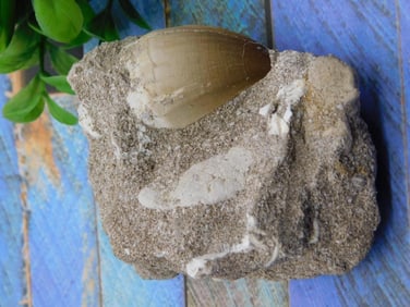 DINOSAUR TOOTH IN MATRIX ROCK STONE LAPIDARY SPECIMEN