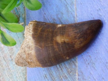 DINOSAUR TOOTH ROCK STONE LAPIDARY SPECIMEN