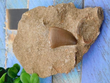 DINOSAUR TOOTH IN MATRIX ROCK STONE LAPIDARY SPECIMEN