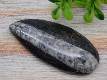 ORTHOCERAS ROCK STONE LAPIDARY SPECIMEN