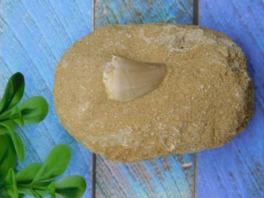 DINOSAUR TOOTH IN MATRIX ROCK STONE LAPIDARY SPECIMEN