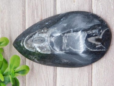ORTHOCERAS ROCK STONE LAPIDARY SPECIMEN