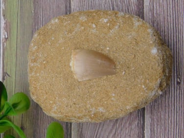 DINOSAUR TOOTH IN MATRIX ROCK STONE LAPIDARY SPECIMEN