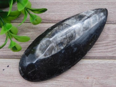 ORTHOCERAS ROCK STONE LAPIDARY SPECIMEN