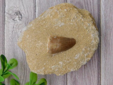 DINOSAUR TOOTH IN MATRIX ROCK STONE LAPIDARY SPECIMEN