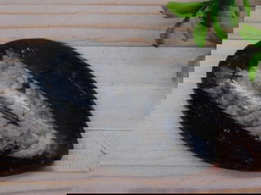 ORTHOCERAS ROCK STONE LAPIDARY SPECIMEN