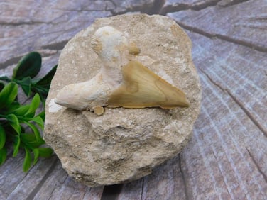 SHARK TOOTH IN MATRIX ROCK STONE LAPIDARY SPECIMEN