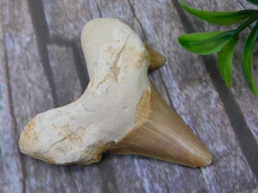 SHARK TOOTH ROCK STONE LAPIDARY SPECIMEN