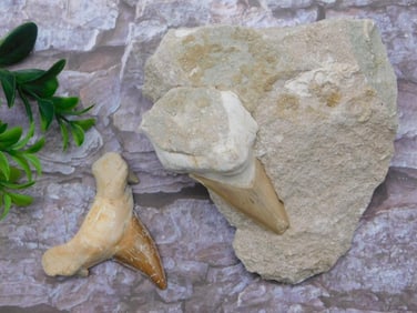 SHARK TEETH ROCK STONE LAPIDARY SPECIMEN