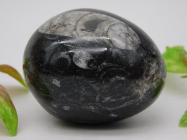 ORTHOCERAS EGG ROCK STONE LAPIDARY SPECIMEN