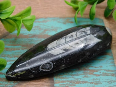 ORTHOCERAS ROCK STONE LAPIDARY SPECIMEN