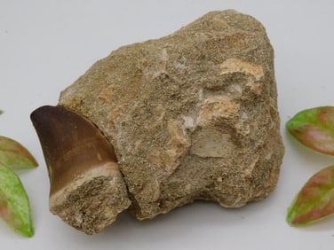 DINOSAUR TOOTH IN MATRIX ROCK STONE LAPIDARY SPECIMEN