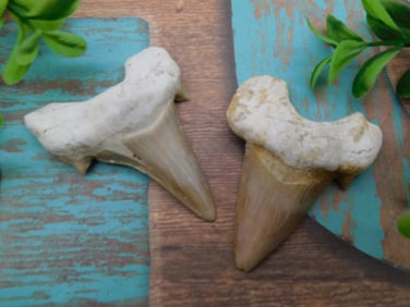 SHARK TEETH ROCK STONE LAPIDARY SPECIMEN
