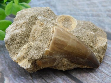 DINOSAUR TOOTH IN MATRIX ROCK STONE LAPIDARY SPECIMEN