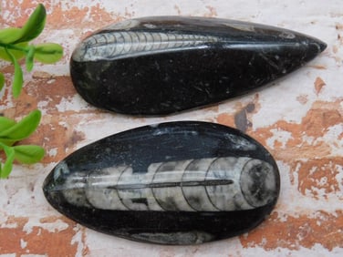 ORTHOCERAS ROCK STONE LAPIDARY SPECIMEN