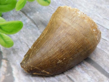 DINOSAUR TOOTH ROCK STONE LAPIDARY SPECIMEN