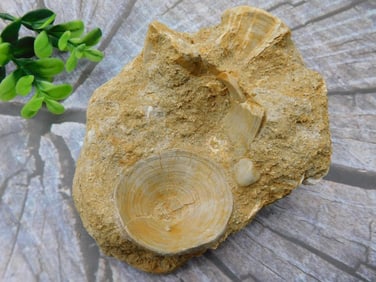 FOSSILIZED SHARK VERTEBRAE ROCK STONE LAPIDARY SPECIMEN