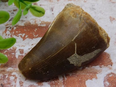 DINOSAUR TOOTH ROCK STONE LAPIDARY SPECIMEN