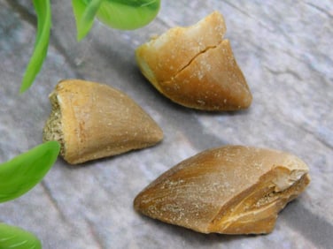 DINOSAUR TEETH ROCK STONE LAPIDARY SPECIMEN