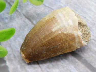 DINOSAUR TOOTH ROCK STONE LAPIDARY SPECIMEN
