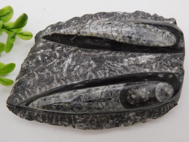 ORTHOCERAS ROCK STONE LAPIDARY SPECIMEN