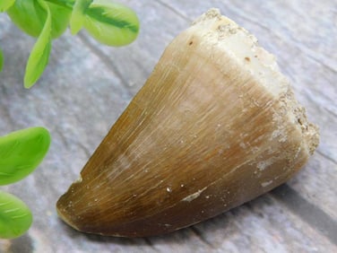 DINOSAUR TOOTH ROCK STONE LAPIDARY SPECIMEN