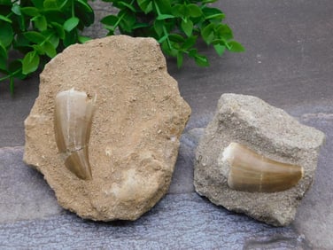 DINOSAUR TEETH ROCK STONE LAPIDARY SPECIMEN