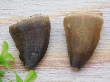 DINOSAUR TEETH ROCK STONE LAPIDARY SPECIMEN