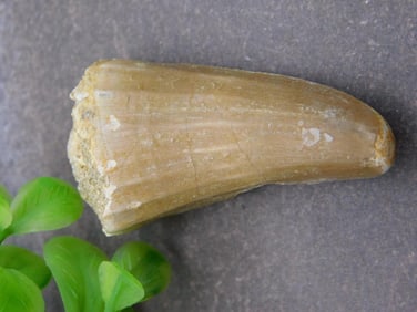 DINOSAUR TOOTH ROCK STONE LAPIDARY SPECIMEN