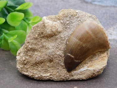 DINOSAUR TOOTH IN MATRIX ROCK STONE LAPIDARY SPECIMEN