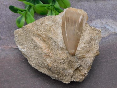 DINOSAUR TOOTH IN MATRIX ROCK STONE LAPIDARY SPECIMEN