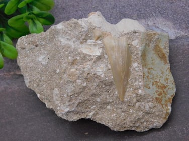 SHARK TOOTH IN MATRIX ROCK STONE LAPIDARY SPECIMEN