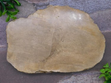 PETRIFIED WOOD SLAB ROCK STONE LAPIDARY SPECIMEN