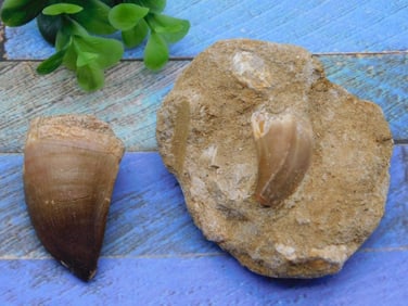 DINOSAUR TEETH ROCK STONE LAPIDARY SPECIMEN