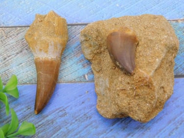 DINOSAUR TEETH ROCK STONE LAPIDARY SPECIMEN