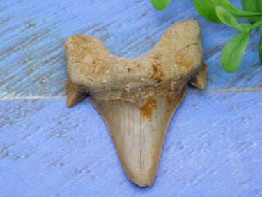 SHARK TOOTH ROCK STONE LAPIDARY SPECIMEN