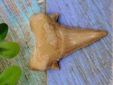 SHARK TOOTH ROCK STONE LAPIDARY SPECIMEN