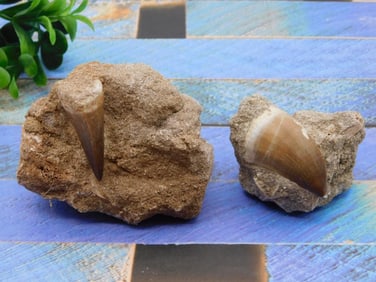 DINOSAUR TEETH ROCK STONE LAPIDARY SPECIMEN