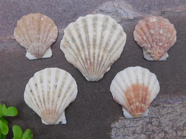 SCALLOP SHELLS