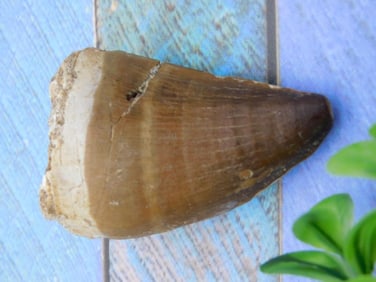 DINOSAUR TOOTH ROCK STONE LAPIDARY SPECIMEN